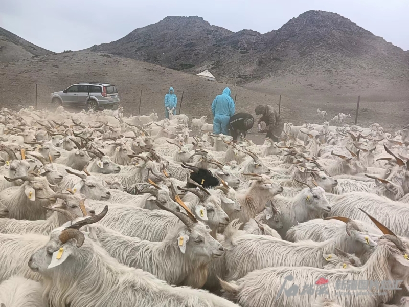 在新疆和布克賽爾絨山羊科技小院內(nèi),防疫人員正在給絨山羊打疫苗。(資料圖)